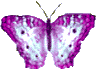 Butterflies graphics