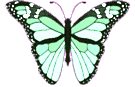 Butterflies graphics