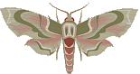 Butterflies graphics