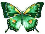 Butterflies graphics