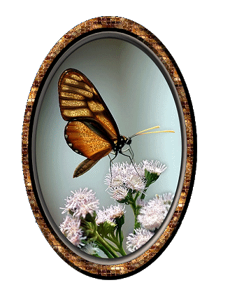 Butterflies graphics