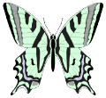 Butterflies graphics