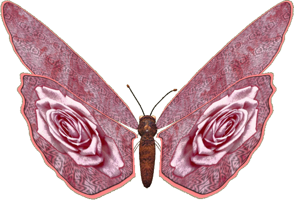 Butterflies graphics