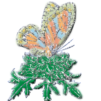 Butterflies graphics