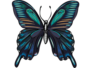 Butterflies graphics