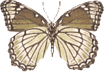Butterflies graphics