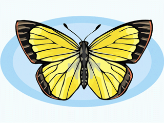 Butterflies graphics