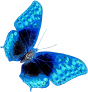 Butterflies graphics