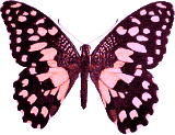 Butterflies graphics