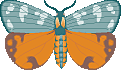 Butterflies graphics