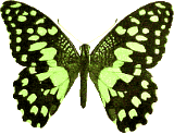 Butterflies graphics