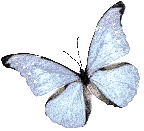 Butterflies graphics