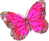Butterflies graphics