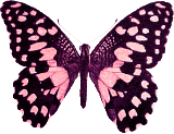 Butterflies graphics