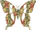 Butterflies graphics
