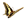 Butterflies graphics