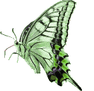 Butterflies graphics