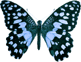 Butterflies graphics