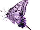 Butterflies graphics
