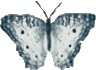 Butterflies graphics