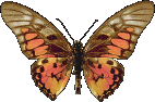 Butterflies graphics