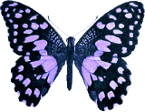 Butterflies graphics