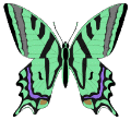 Butterflies graphics