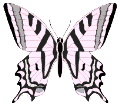 Butterflies graphics