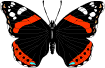 Butterflies graphics