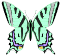 Butterflies graphics