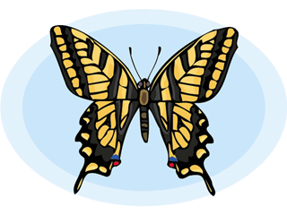 Butterflies graphics