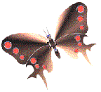 Butterflies graphics