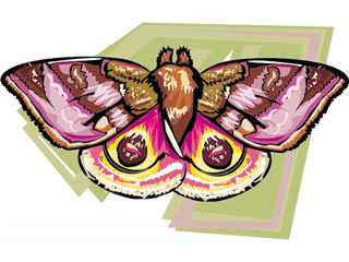 Butterflies graphics