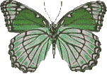 Butterflies graphics