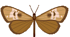 Butterflies graphics