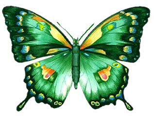 Butterflies graphics