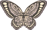 Butterflies graphics