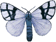 Butterflies graphics