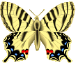 Butterflies graphics