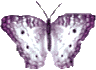 Butterflies graphics