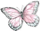 Butterflies graphics