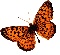 Butterflies graphics