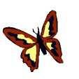 Butterflies graphics