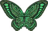 Butterflies graphics