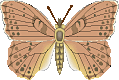 Butterflies graphics