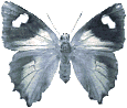 Butterflies graphics