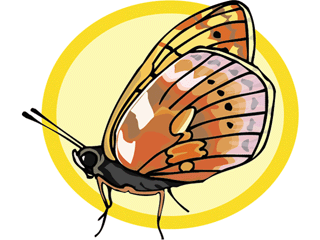 Butterflies graphics
