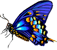 Butterflies graphics
