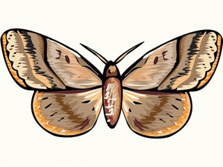Butterflies graphics