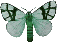 Butterflies graphics